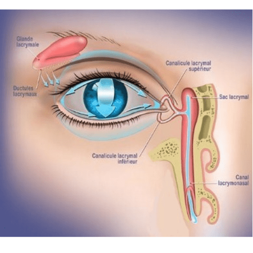 Échographie oculaire au cabinet Ophtalmo-Laser Majorelle